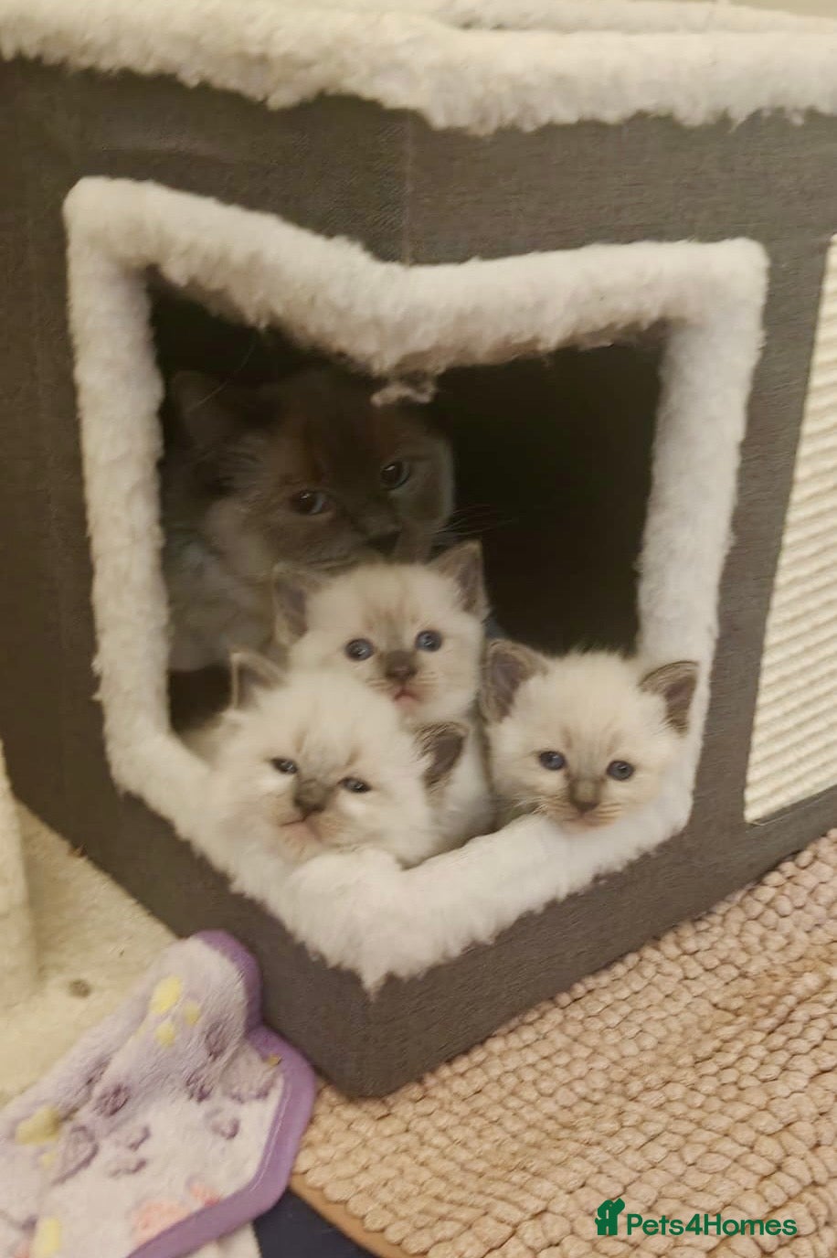Ragamese cats GEORGEOUS SHORTHAIR SIAMESE AND LONGHAIR RAGDOLLS - Advert 4