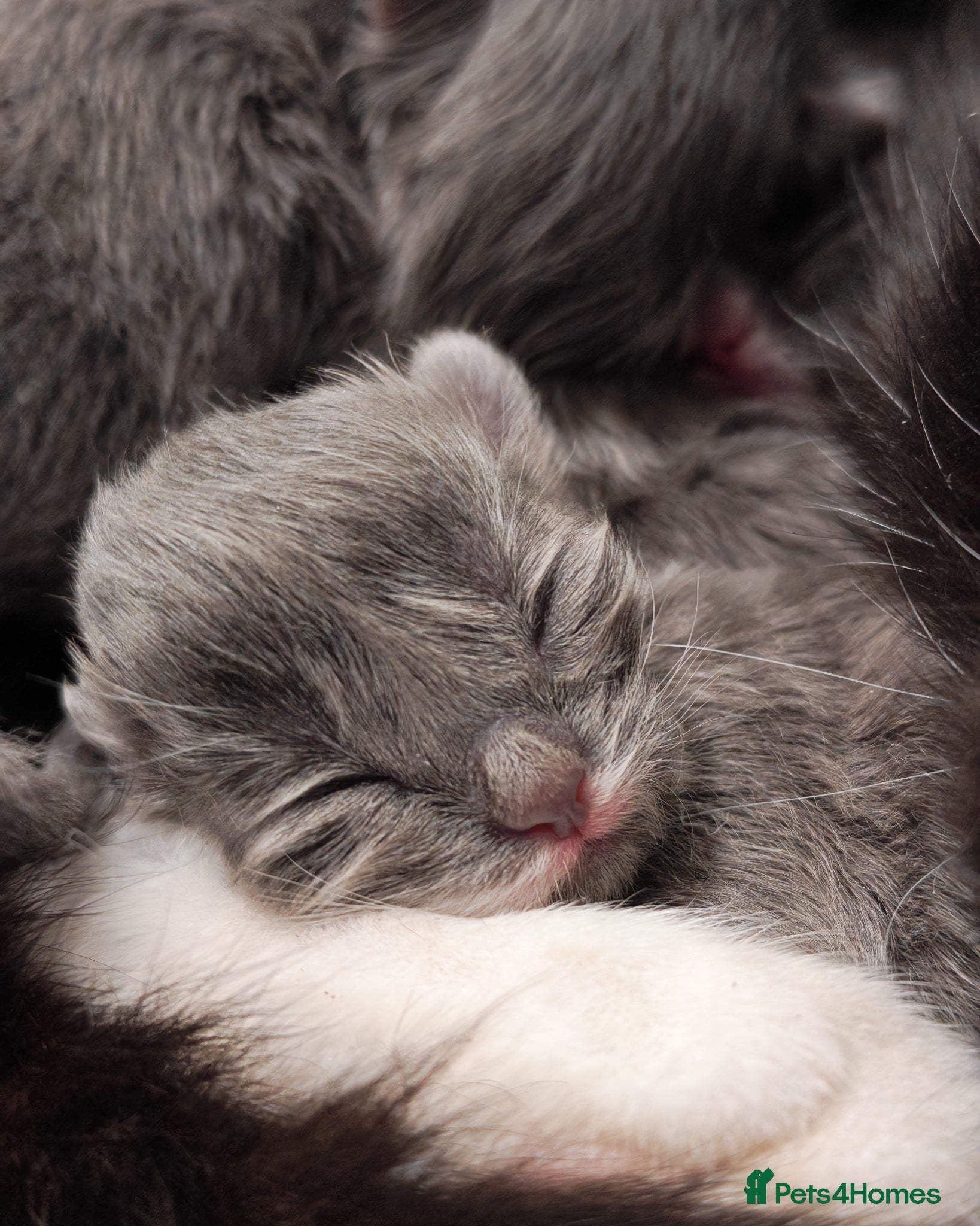 Mixed Breed cats Grey fluffy kittens - Advert 5