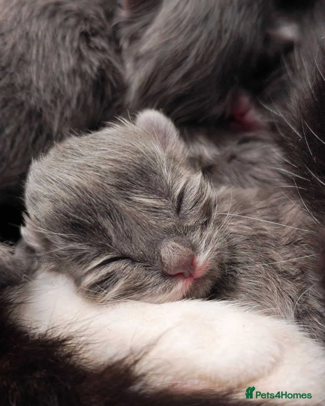 Mixed Breed cats for sale: Grey fluffy kittens - Advert 1