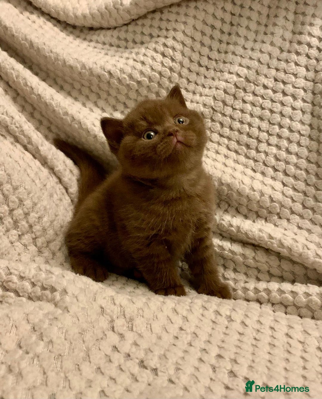 British Shorthair cats for sale: GCCF British shorthair kittens  - Advert 34