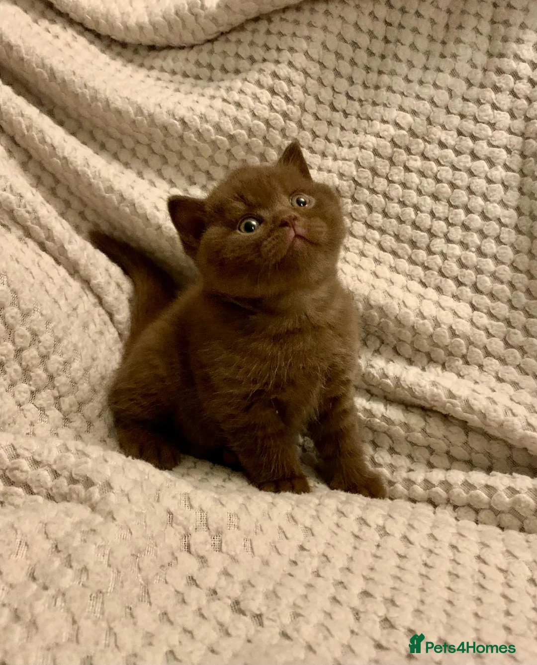 British Shorthair cats for sale: GCCF choclate British shorthair kittens READY NOW  - Advert 34