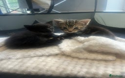 Domestic Shorthair cats for sale: 3 Gorgeous Kittens!! - Image 12
