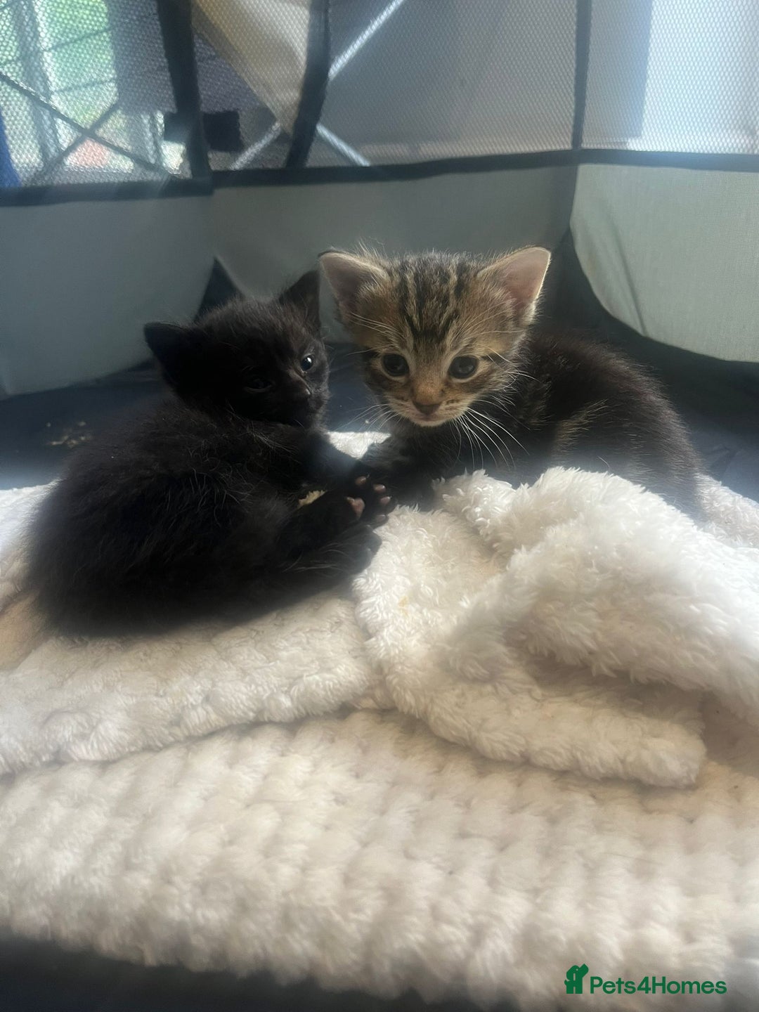 Domestic Shorthair cats for sale: 3 Gorgeous Kittens!! - Image 12