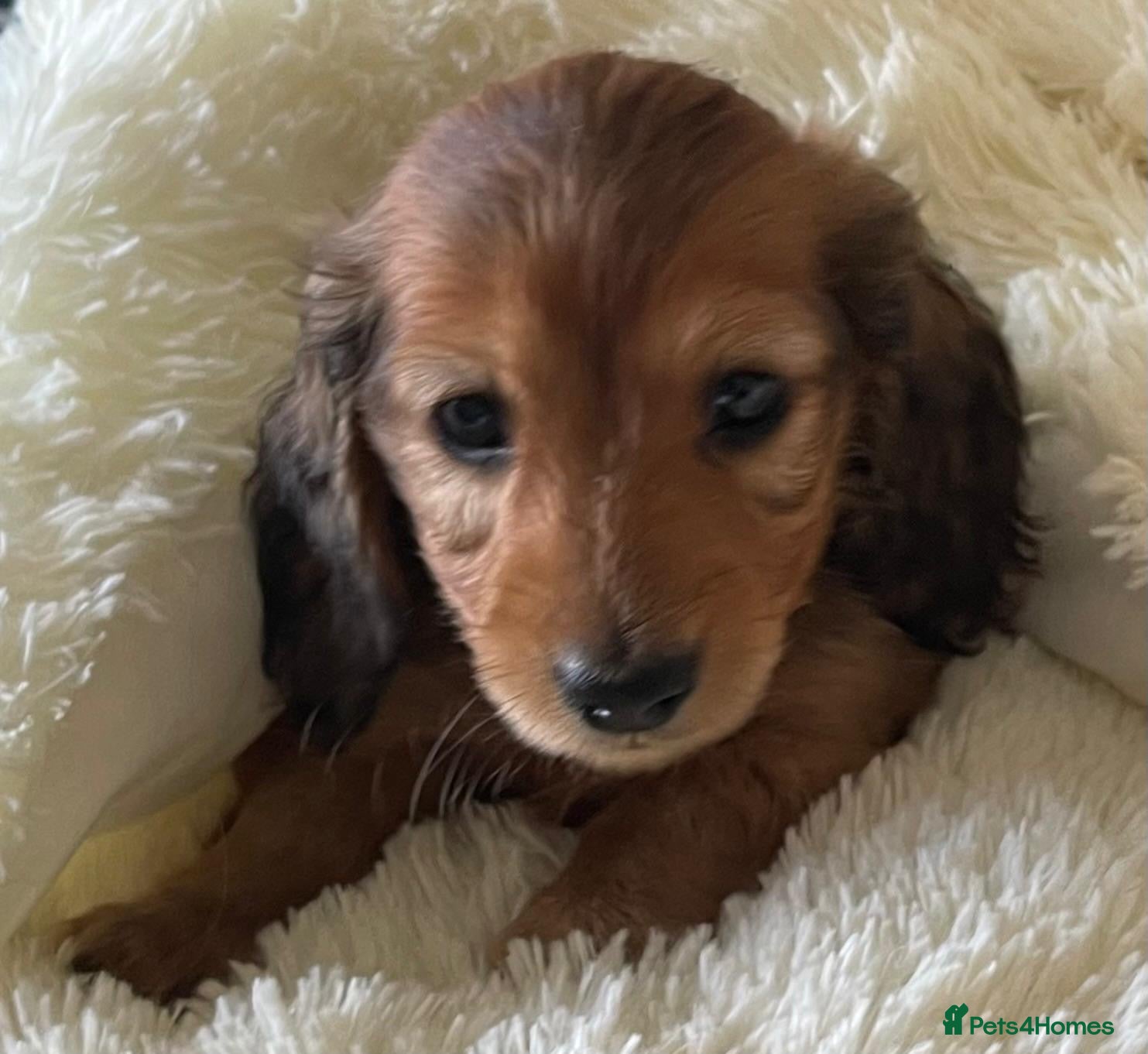 Dachshund dogs for sale: Last 2 Miniature longhaired dachshund Puppies - Advert 29