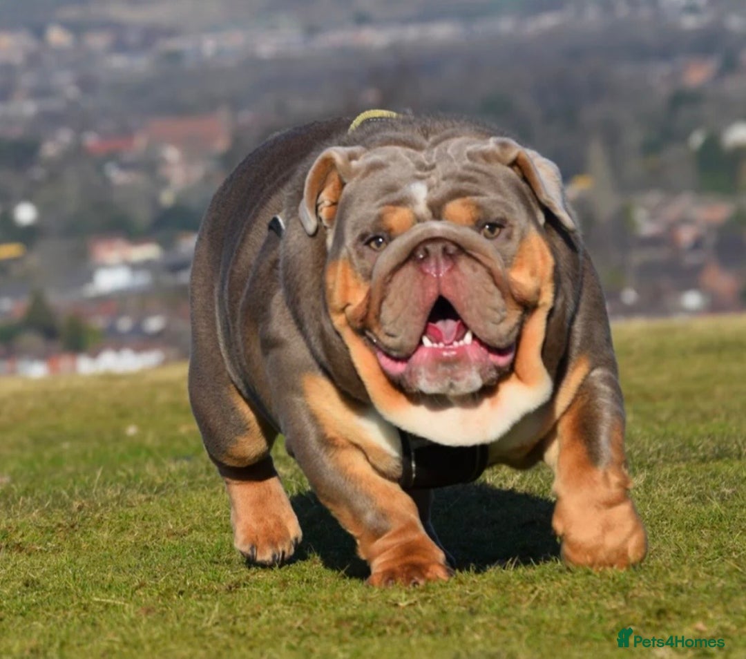 English Bulldog dogs for sale: Quality Merle puppies 🐶 🔥 🔥 🔥  - Advert 7