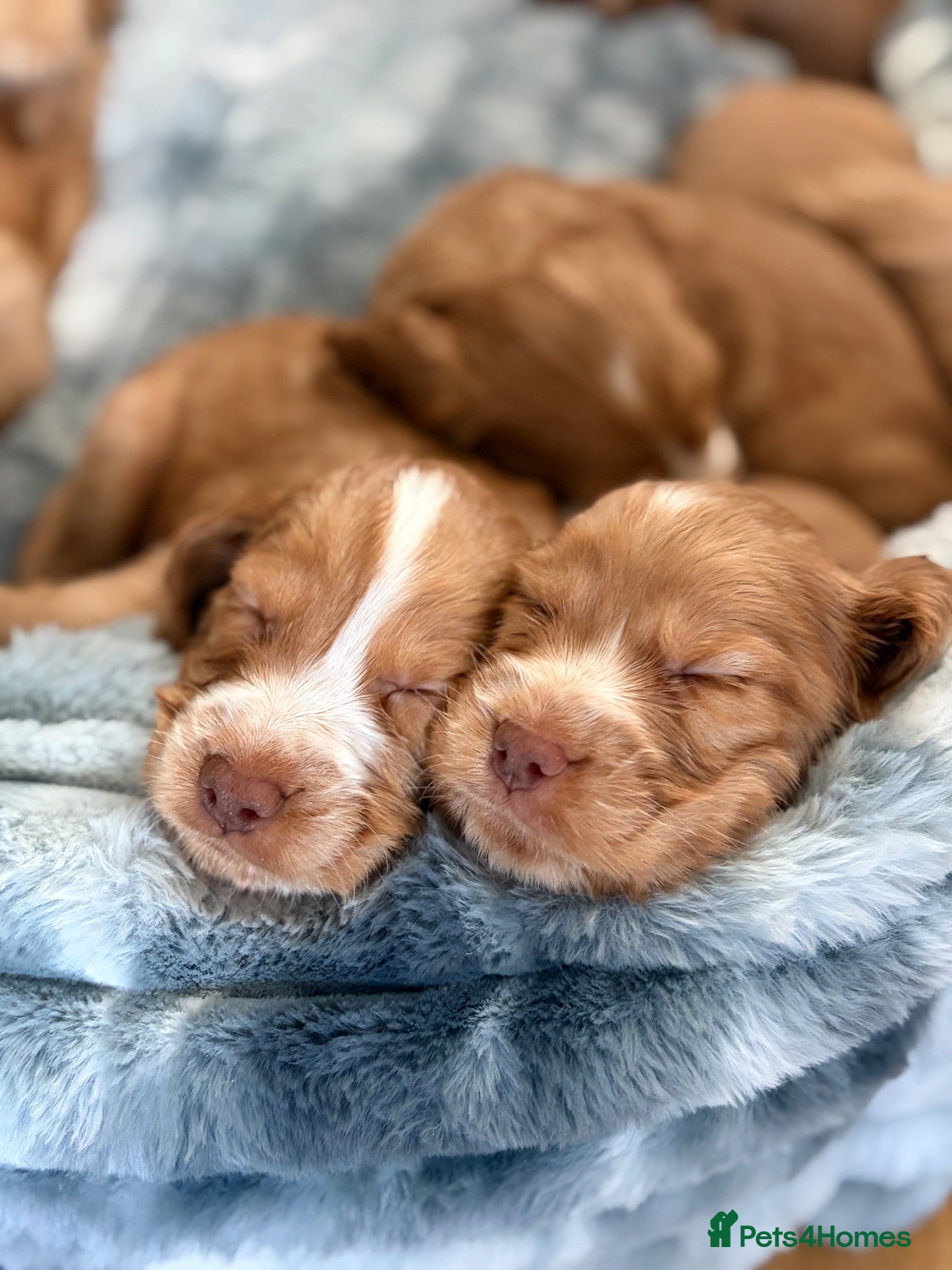 Cocker Spaniel dogs Cocker Spaniels - Advert 2