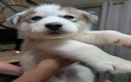 Siberian Husky dogs for sale: Stunning Siberian husky puppies - Image 11