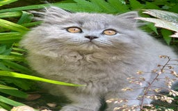 British Shorthair cats for sale: Ready For Forever Homes Soon! - Image 3