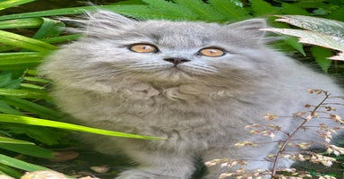 British Shorthair cats - Advert 17
