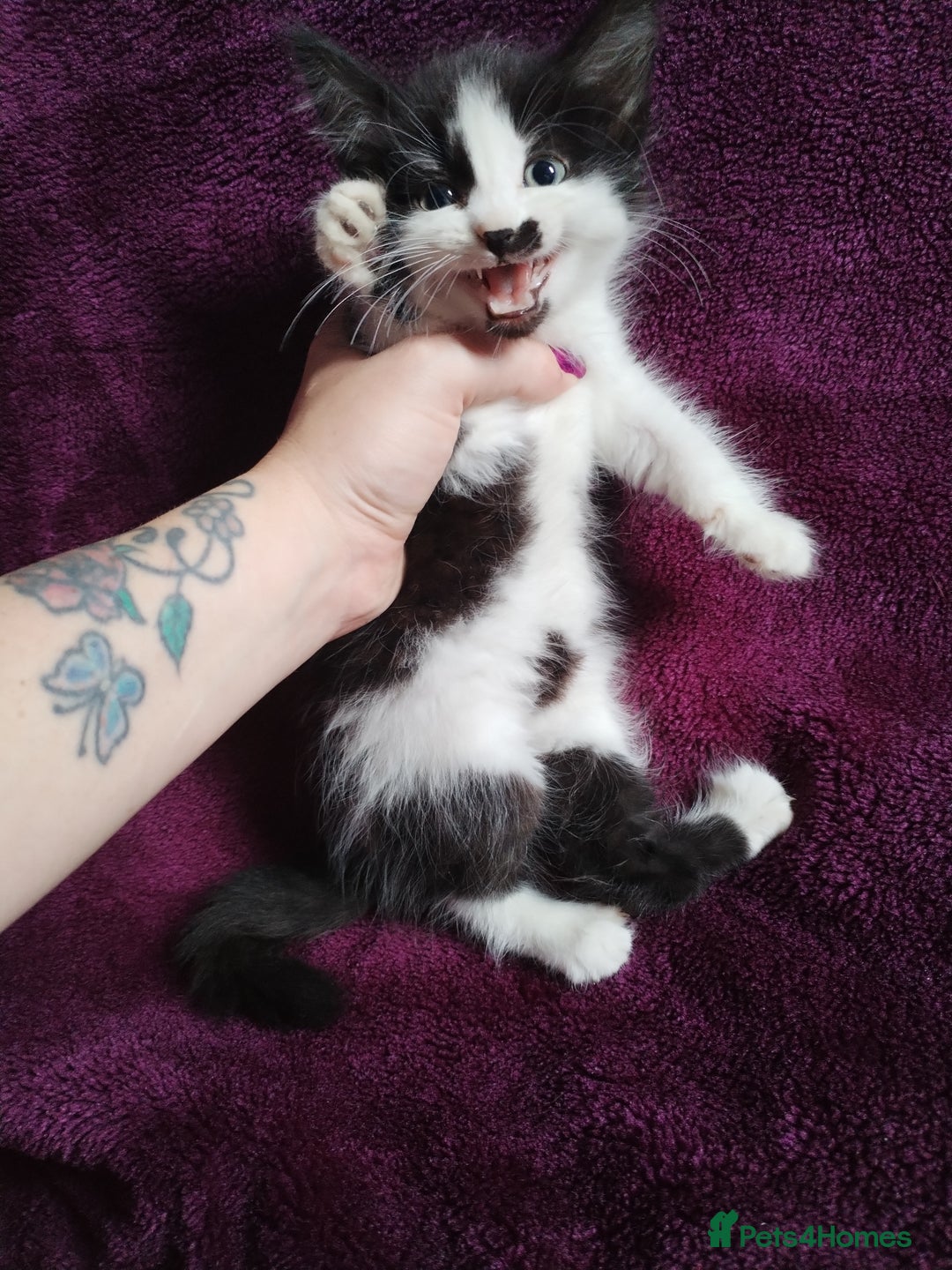 Mixed Breed cats for sale:  kittens looking for forever home  - Image 4