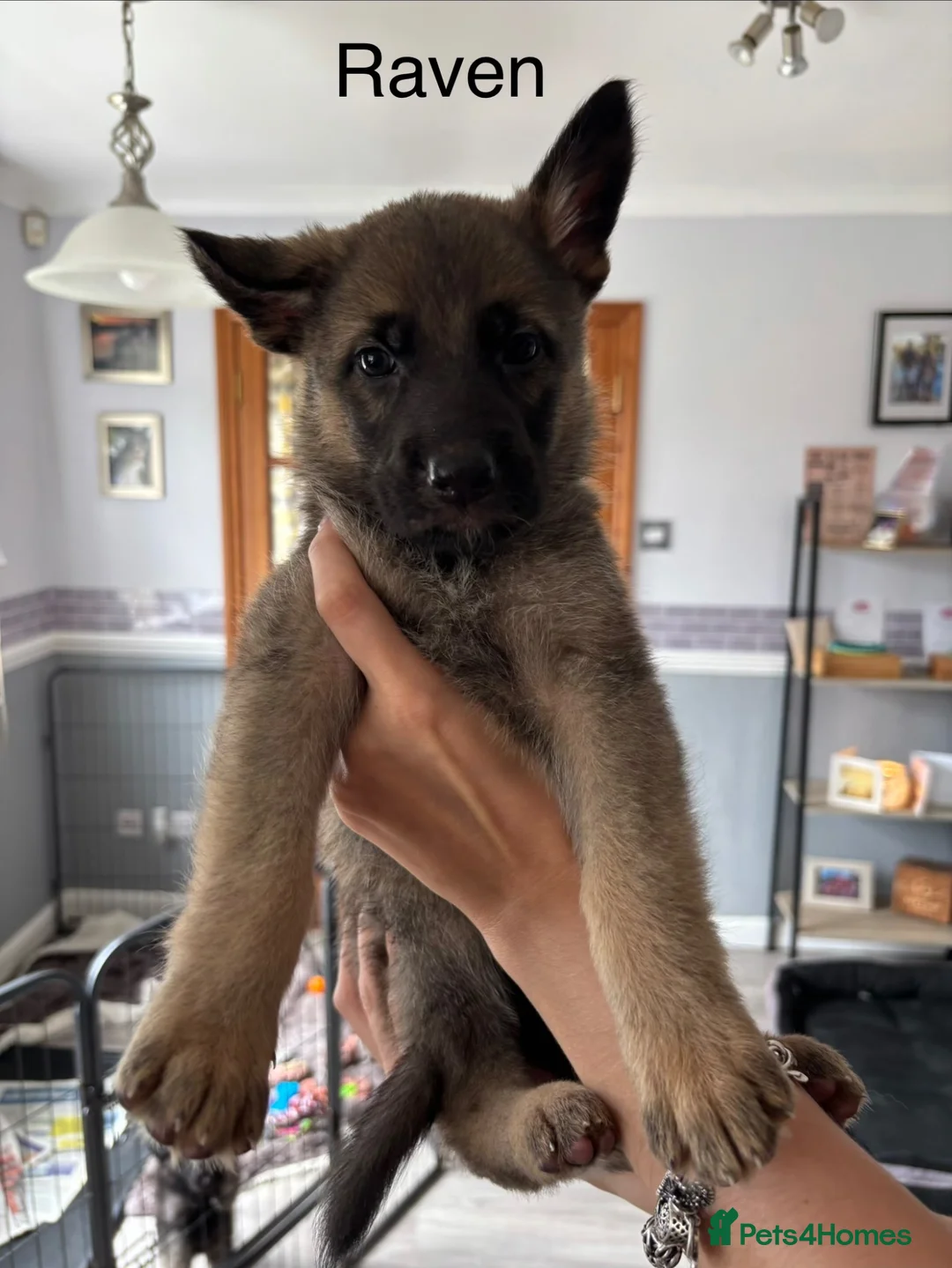 German Shepherd dogs for sale: 10 x KC Registered German Shepherd Puppies - Advert 16