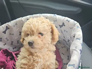 Maltipoo dogs Health Tested Maltipoo Puppies in Llangefni - Advert 6