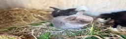 Mini Lop rabbits for sale: 5 gorgeous pure bred mini lop baby bunnies in Stourport-on-Severn - Advert 18