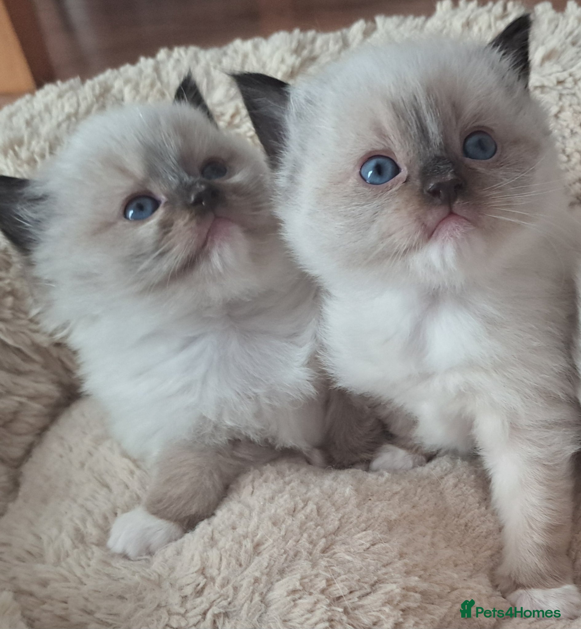Ragdoll cats READY NOW!! GCCF Reg. Ragdolls SEAL MITTED - Advert 1