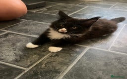 Maine Coon cats for sale: Maine Coon 1 Mackerel Tabby Boy Left Ready To Go - Image 11
