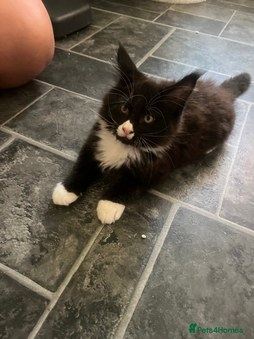 Maine Coon cats for sale: Maine Coon 1 Mackerel Tabby Boy Left Ready To Go - Image 11