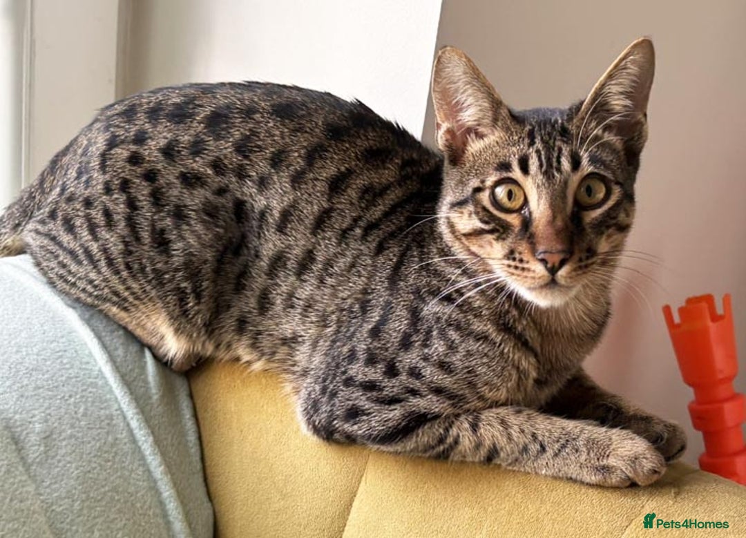 Savannah cats for sale: Reduced and ready F6 Savannah boy Koffee - Image 6