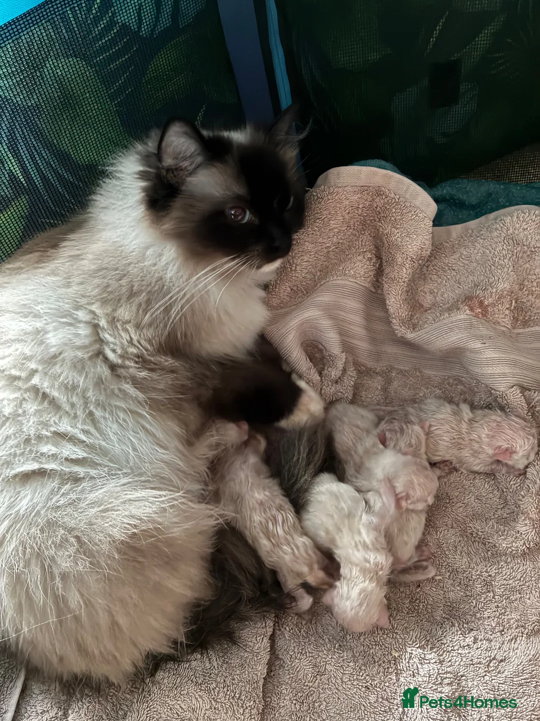 Ragdoll cats for sale: Ragdoll kittens  - Advert 20