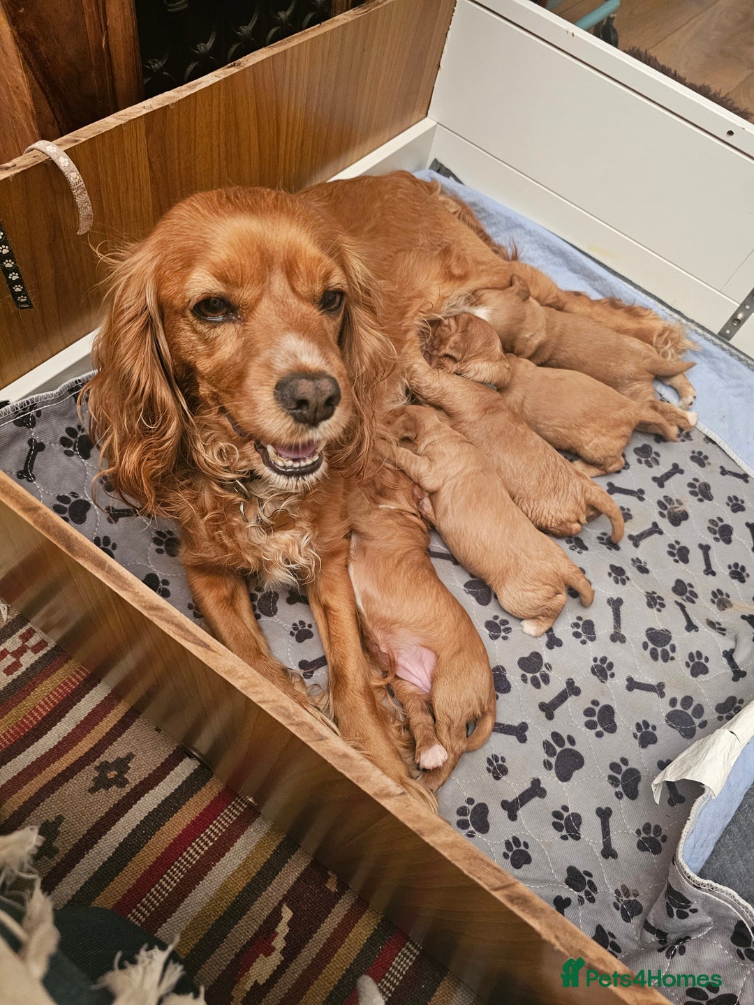 Mixed Breed dogs for sale: Cockalier/Springer Spaniel puppies ready for you! in London - Image 8