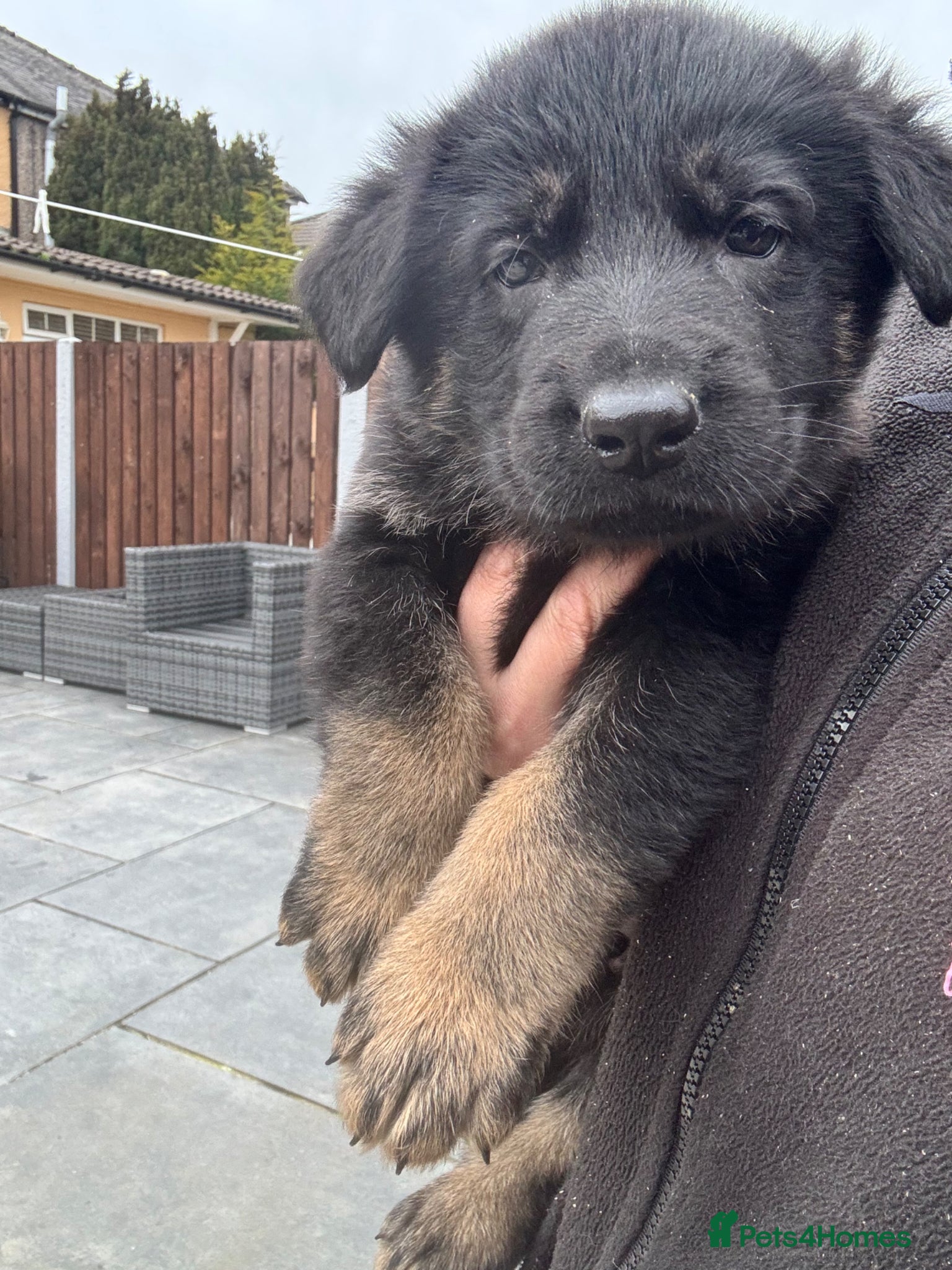 German Shepherd dogs German shepard pups  - Advert 18