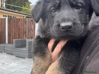 German Shepherd dogs German shepard pups - Advert 18