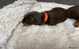 Dachshund dogs for sale: Dacshund puppies - Image 7
