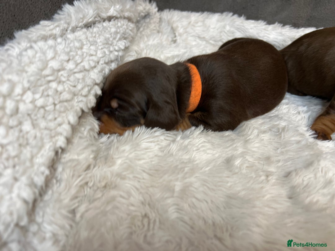 Dachshund dogs for sale: Dacshund puppies - Image 7