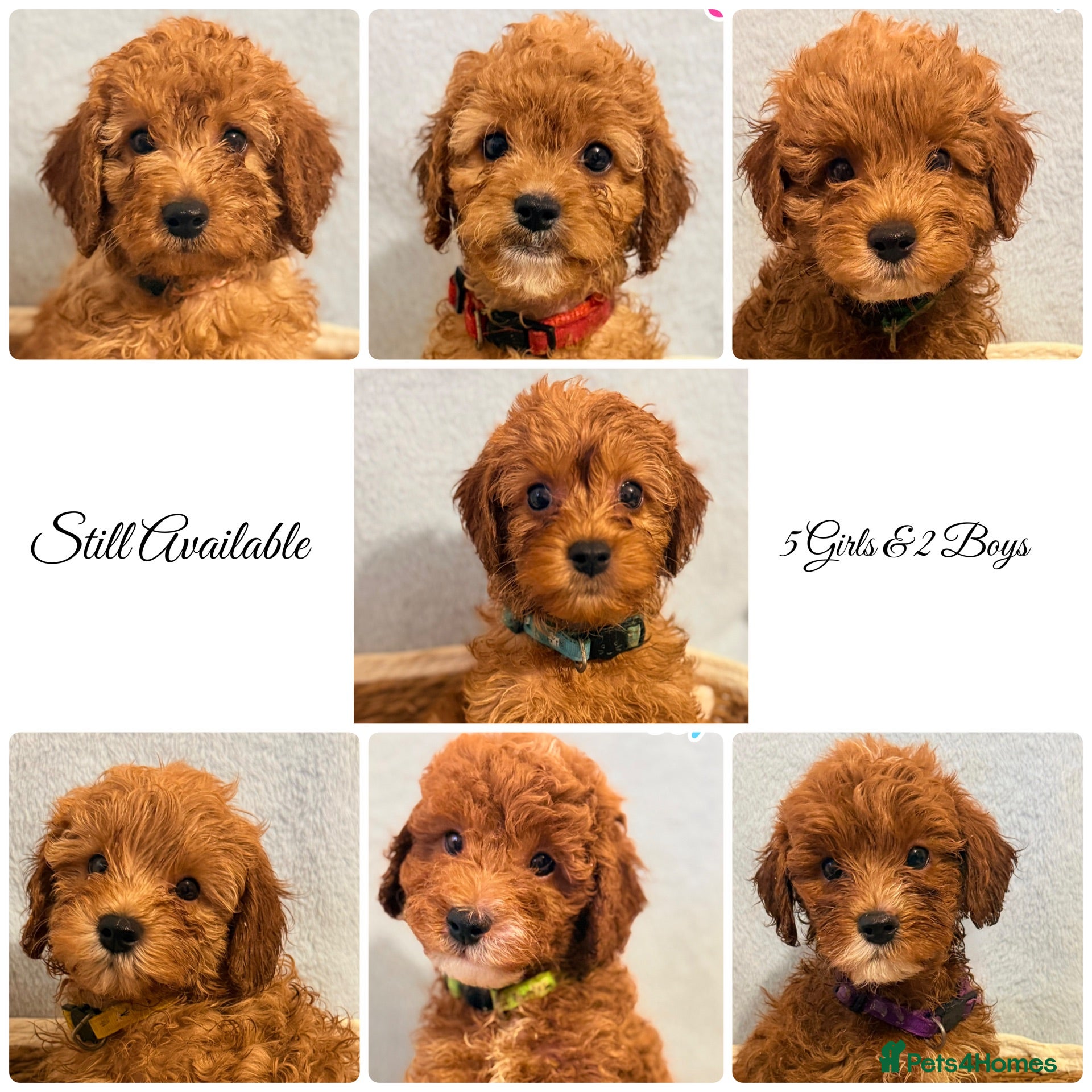 Cockapoo dogs F1B Cockapoo puppies - Ready  - Advert 3