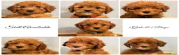 Cockapoo dogs for sale: F1B Cockapoo puppies - Health checked - Ready.  - Advert 10