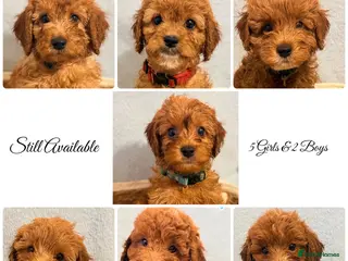Cockapoo dogs F1B Cockapoo puppies - Ready - Advert 3