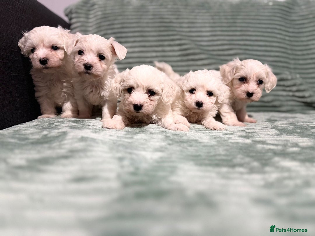 Bichon Frise dogs for sale: Pure BREED Bichon Frise - Advert 2