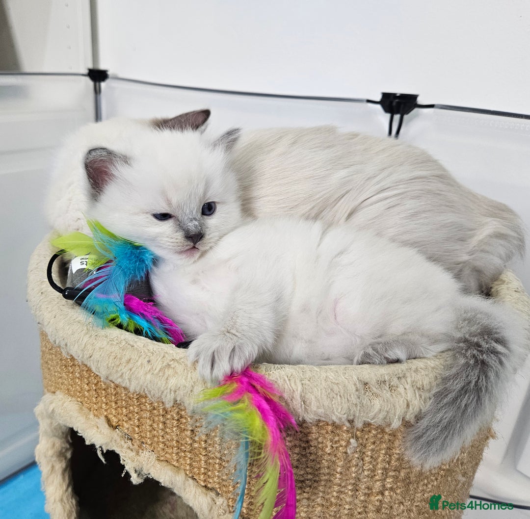 Ragdoll cats for sale: Purebred Blue Point Ragdoll Kittens 🩷💙 - Advert 14