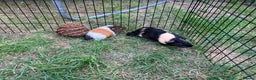 Guinea Pig rodents for sale: X2 gorgeous male guinea pigs  - Advert 6
