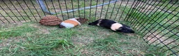Guinea Pig rodents for sale: X2 gorgeous male guinea pigs  - Advert 6