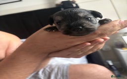 Miniature Schnauzer dogs for sale: Beautiful kc reg salt and pepper schnauzer - Advert 8