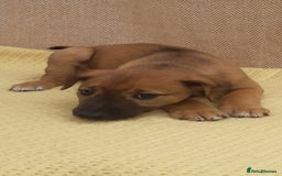 Lurcher dogs for sale: Lurcher puppies for sale.  - Image 15