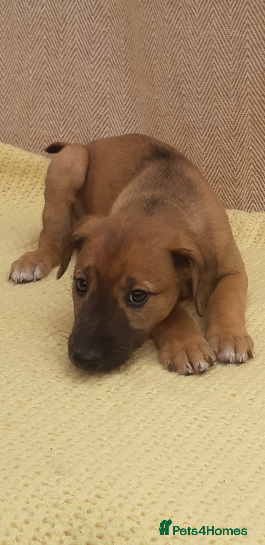 Lurcher dogs for sale: Lurcher puppies for sale.  - Image 15