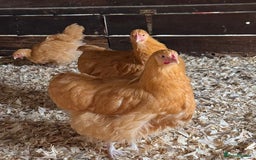 Chickens poultry for sale: Buff Orpington Trios - Image 1