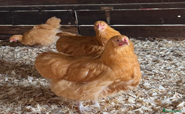 Chickens poultry - Advert 1