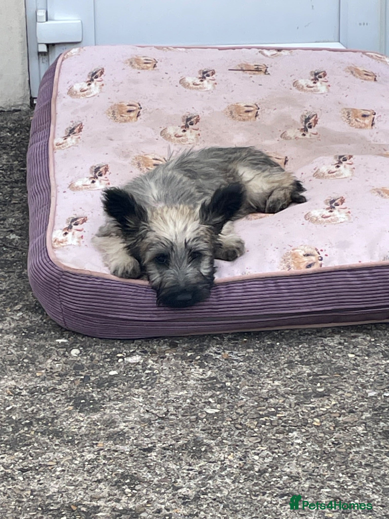 Skye Terrier dogs Exceptional Skye Terrier Puppies. Rare breed.  - Advert 1