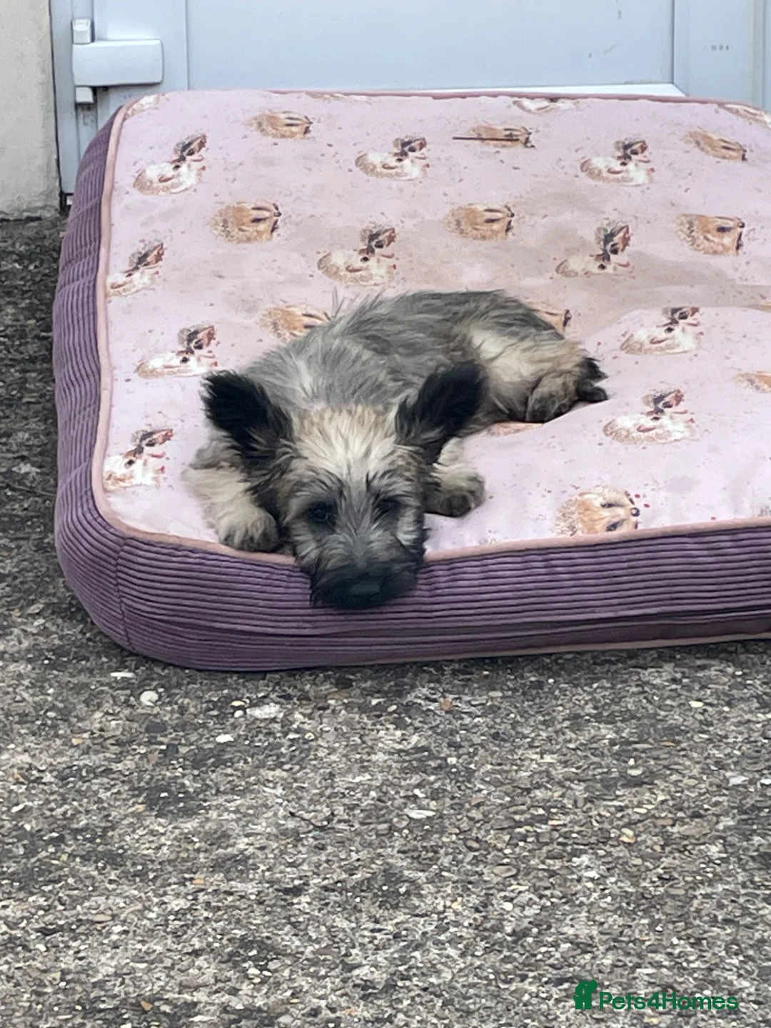 Skye Terrier dogs for sale: Exceptional Skye Terrier Puppies. Rare breed.  - Advert 1