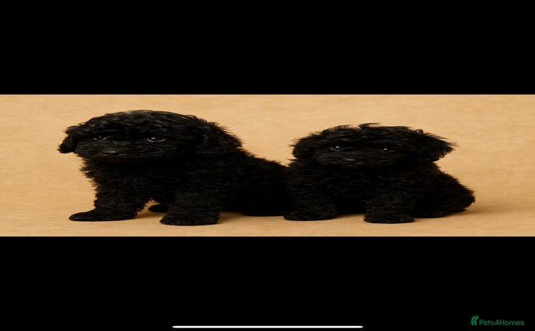 Miniature Poodle dogs toy poodle puppy - Advert 3
