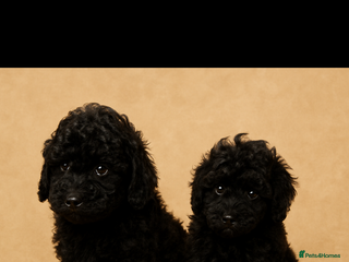 Miniature Poodle dogs Mini poodle puppy - Advert 1