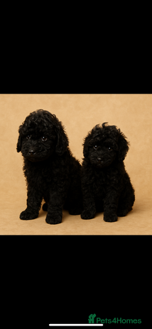 Miniature Poodle dogs toy poodle puppy - Advert 3