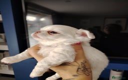 Chihuahua dogs for sale: Kc registered chihuahua boys - Image 2