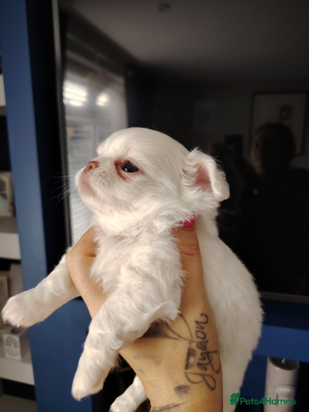 Chihuahua dogs for sale: Kc registered chihuahua boys - Image 2