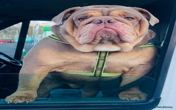 English Bulldog dogs for stud: *RUBBLE* NEBBR beautiful boy - Image 4