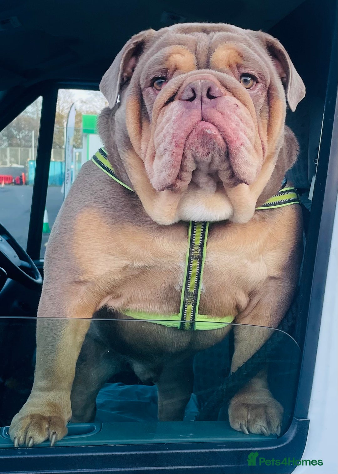 English Bulldog dogs for stud: *RUBBLE* NEBBR beautiful boy - Image 4