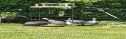 Mixed Breed birds for sale: 5 Guinea fowl for sale - Advert 2