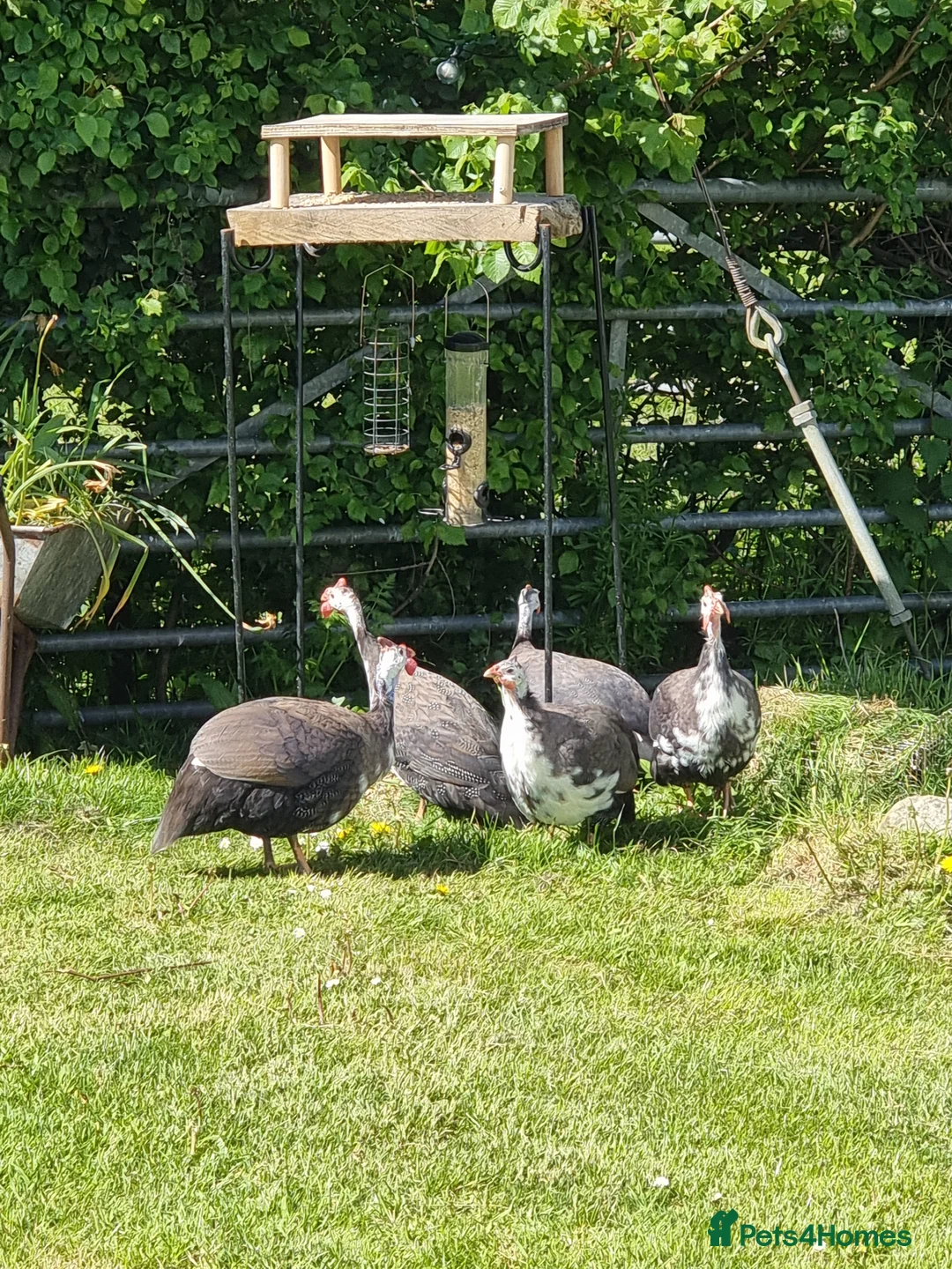 Mixed Breed birds for sale: 5 Guinea fowl for sale - Advert 2